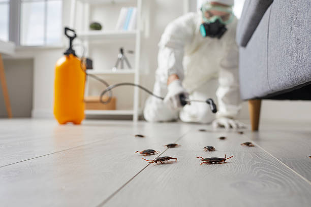 Post-Treatment Bed Bug Interceptor Monitoring in Barstow